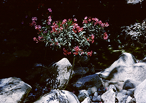 LEICA M3, SUMMICRON 2/50